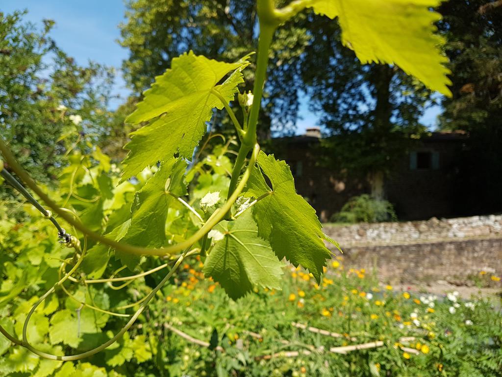 Chateau Labistoul Campes Exterior foto